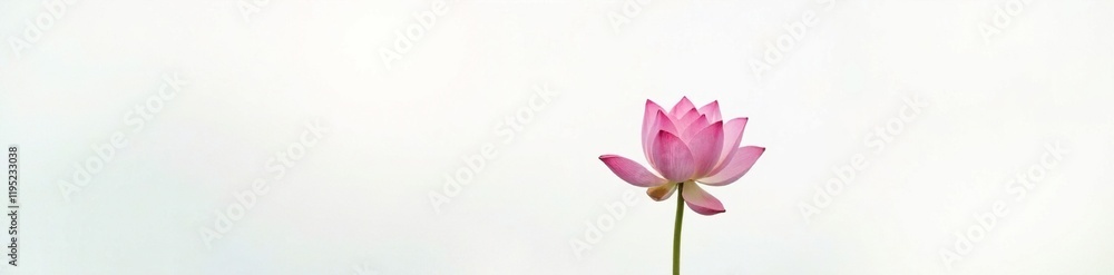 A solitary lotus in full bloom on a white background with a subtle gradient, serene, , peaceful A solitary lotus in full bloom on a white background with a subtle gradient, serene, , peaceful
