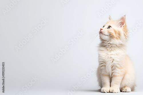 Cute fluffy white kitten isolated on background photo