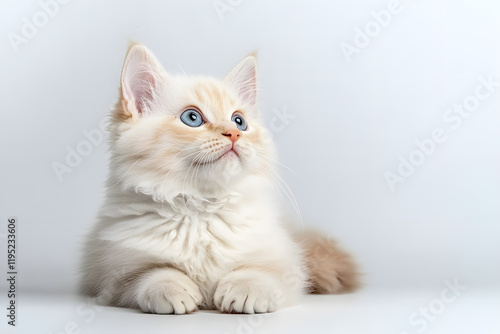 Cute fluffy white kitten isolated on background photo