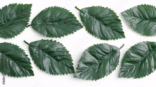 clean, minimalist illustration of overlapping chrysanthemum leaves, each with a distinct serrated edge, presented on a white background. [Chrysanthemum leaves]:[isolate on white background]  photo