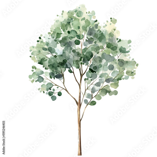 A watercolor painting of a eucalyptus tree, isolated on a white background. Eucalyptus tree vector.
