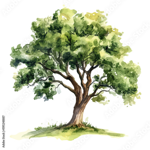 A watercolor vector of an elder tree, isolated on a white background. Elder tree vector.
