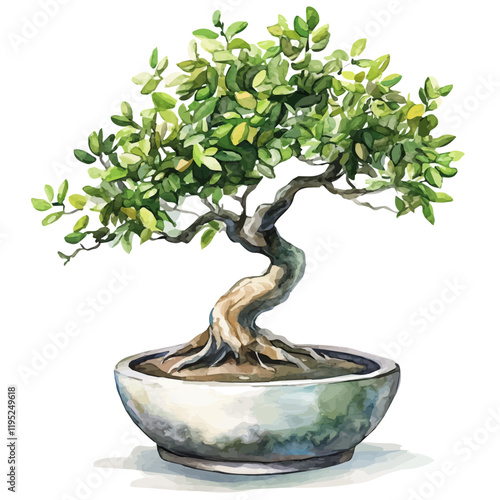 A watercolor illustration of an ebony bonsai, isolated on a white background. Ebony bonsai vector.
