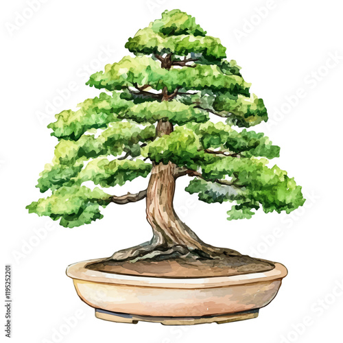 A watercolor vector of a dawn redwood bonsai, isolated on a white background. Dawn redwood bonsai vector.
