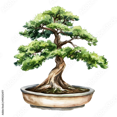 A watercolor vector of a dawn redwood bonsai, isolated on a white background. Dawn redwood bonsai vector.
