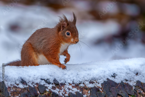 Red Squirrel
