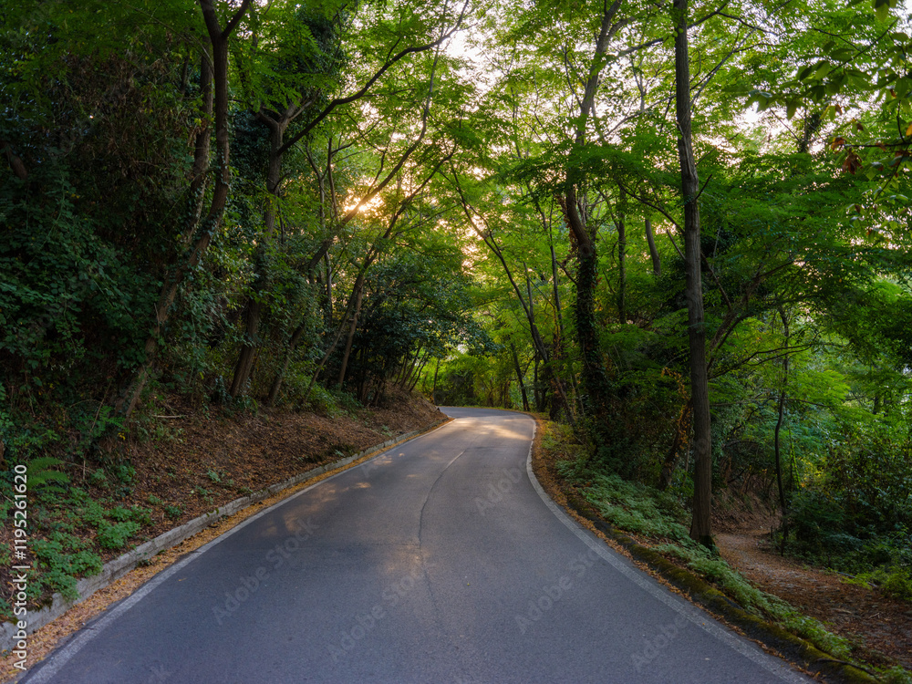 Naklejka premium Kurvige Landstraße durch grünen Wald bei Sonnenuntergang