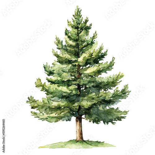 A watercolor vector of a Chilean pine tree, isolated on a white background. Pine tree vector.
