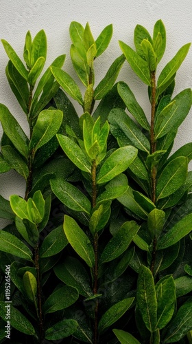 Wallpaper Mural Lush Green Bush  Vibrant Foliage  Dew Drops  Natural Texture   Plant Background Torontodigital.ca