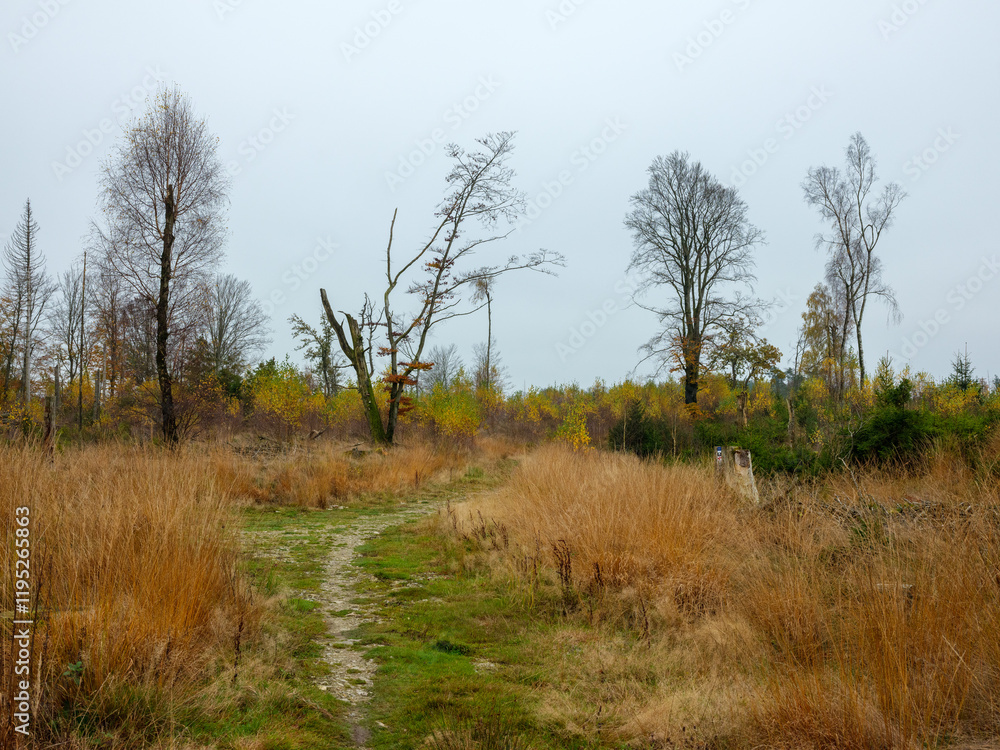 Herbstlicher Abschnitt des Hermannshöhenwegs im Eggegebirge Herbstlicher Abschnitt des Hermannshöhenwegs im Eggegebirge