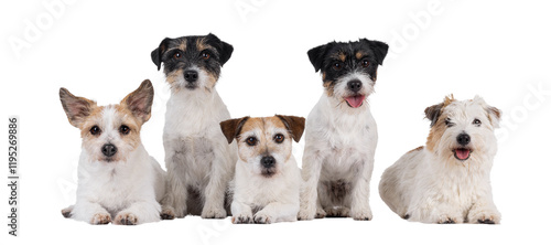 Photography Row of 5 Jack Russel dogs in different ages and colors