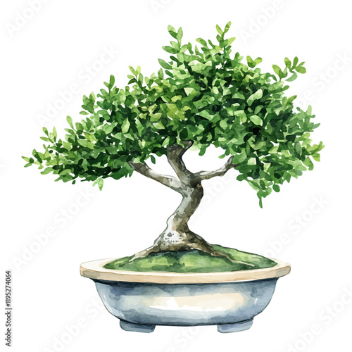 A watercolor drawing of a boxwood bonsai, isolated on a white background. Bonsai vector.
