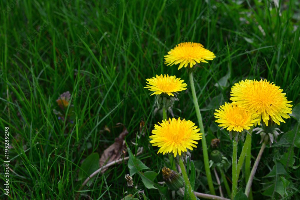 a bunch of yellow dandelions on the right of the green grassy field copy space a bunch of yellow dandelions on the right of the green grassy field copy space