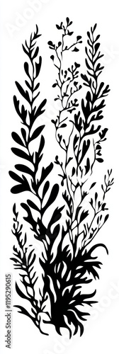 Elegant Black and White Botanical Illustration of Seaweed photo