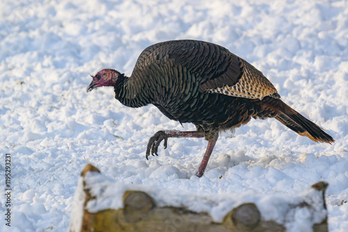 It has been a very snowy, cold, and harsh winter here in Windsor in Upstate NY for the Birds. Turkeys in our yard this winter. Turkeys at feeders in snow covered yard. photo