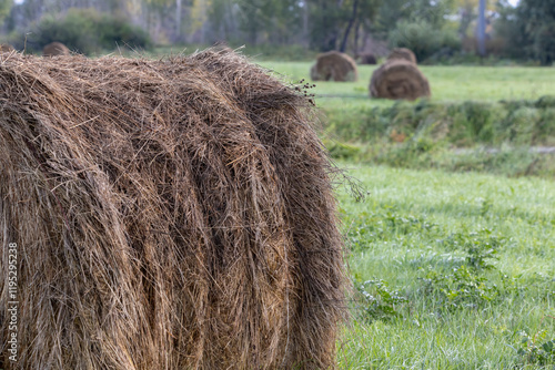 rolls of mown hay in the field in the morning
