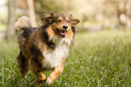 Dog playing at public park photo