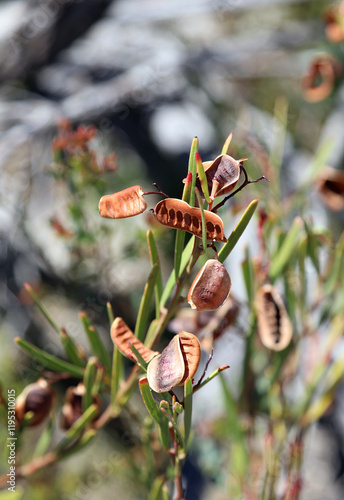 Closeup of Wattle seed pods, New South Wales Australia
 photo