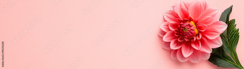 Obraz premium Beautiful pink flower on a soft pink background, perfect for nature-themed designs.