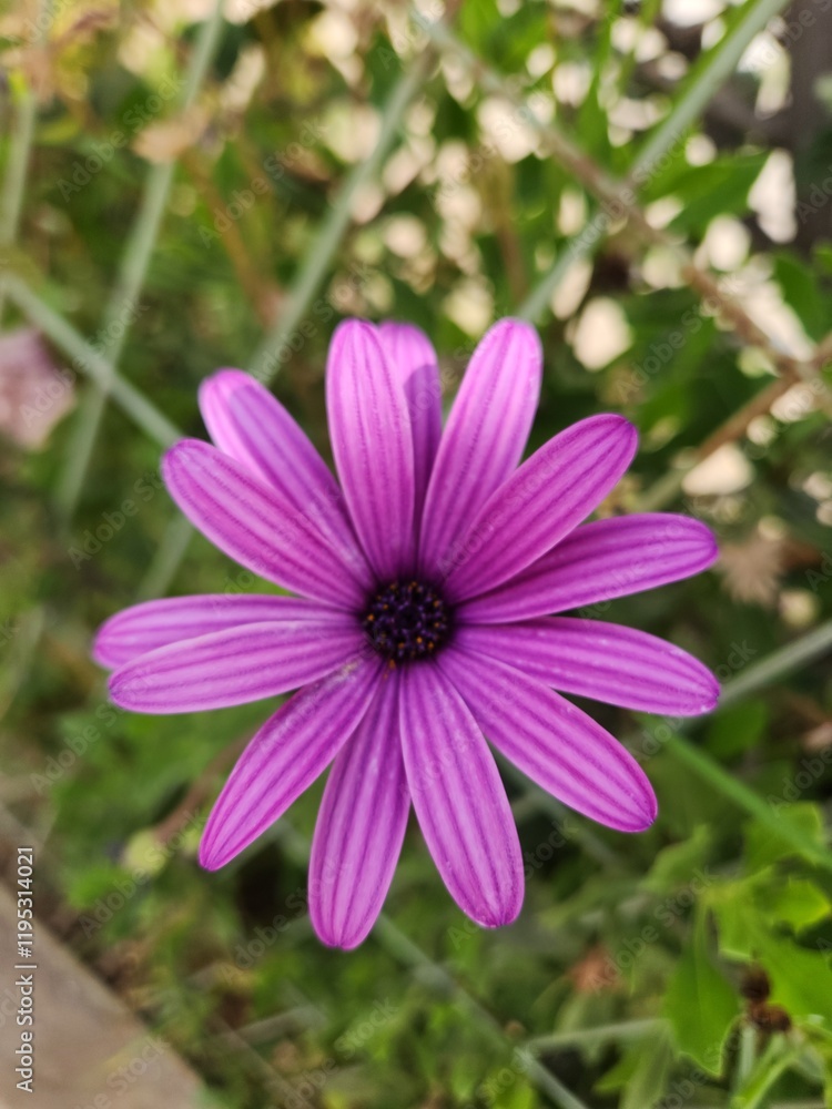 Obraz premium flores