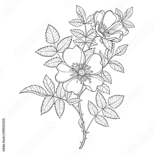 Branch with outline Rosa arkansana or wild prairie rose in black isolated on white background. 