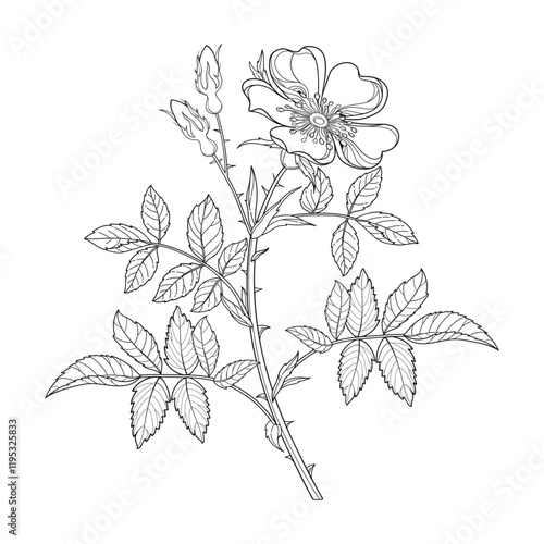 Branch with outline Rosa arkansana or wild prairie rose in black isolated on white background. 