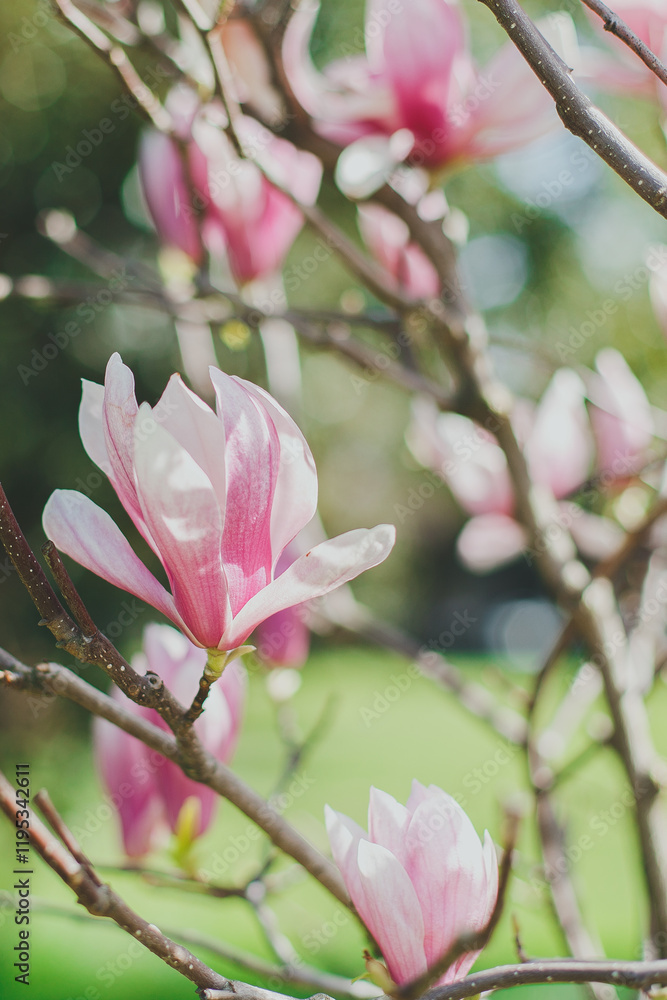 Fototapeta premium Pink magnolia buds on tree branches in a sunny garden, symbolizing the arrival of spring, concept of nature and renewal, vertical photo