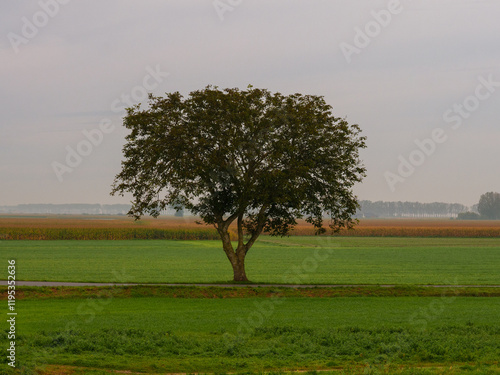 Einsamer Baum auf grünem Feld an einem bewölkten Tag