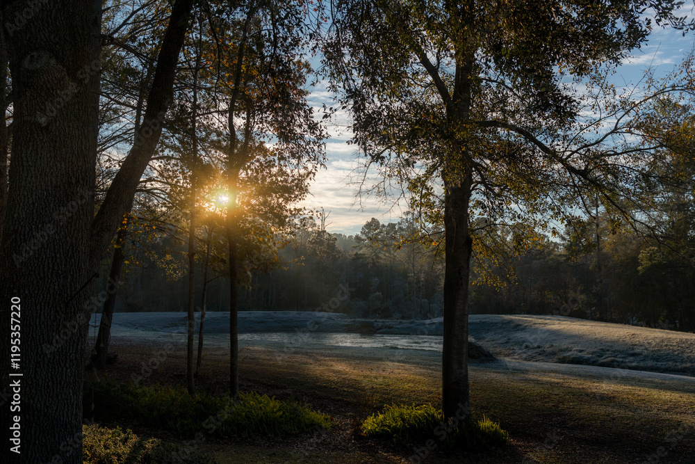 Morning Frost, Sun Glow and Golden Trees in Tallahassee, Florida Morning Frost, Sun Glow and Golden Trees in Tallahassee, Florida
