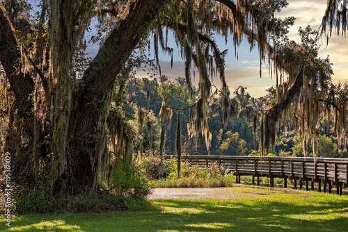 Tallahassee Landscape, Large Moss Covered Oak Tree