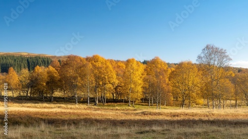 Wallpaper Mural golden autumn landscape featuring vibrant trees against a clear blue sky, sunlight filtering through branches, creating a picturesque and inviting scene Torontodigital.ca