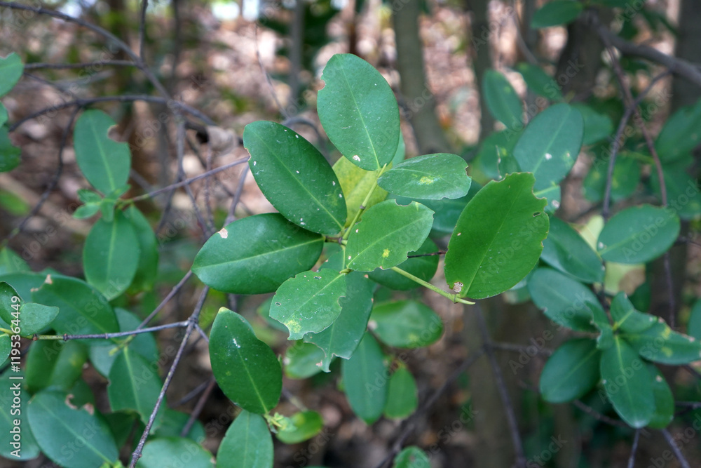 Green leaves of Freshwater mangrove tree. Dicotyledon or Magnoliopsida. Green leaves of Freshwater mangrove tree. Dicotyledon or Magnoliopsida.