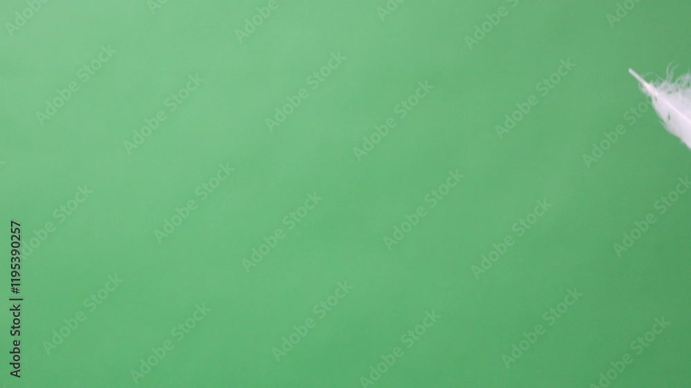 Slow Motion of white feathers or bird wings falling against green screen background studio. Slowmotion of soft feather falling down in the air slowly to ground on greenscreen backdrop chroma key. Slow Motion of white feathers or bird wings falling against green screen background studio. Slowmotion of soft feather falling down in the air slowly to ground on greenscreen backdrop chroma key.