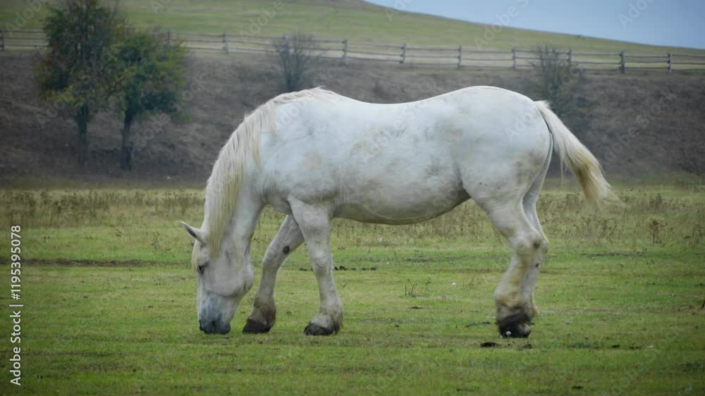 Horse grazing on meadow in farm, white horse on ranch Horse grazing on meadow in farm, white horse on ranch