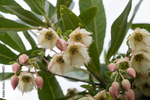 Beautiful Hainan Elaeocarpus (Elaeocarpus hainanensis) flowers. photo