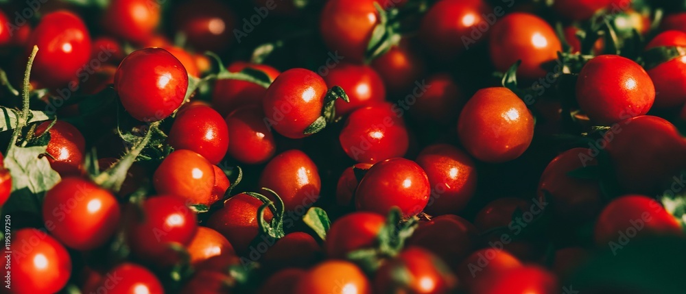 Freshly harvested cherry tomatoes displayed abundantly on a market table in late summer Freshly harvested cherry tomatoes displayed abundantly on a market table in late summer