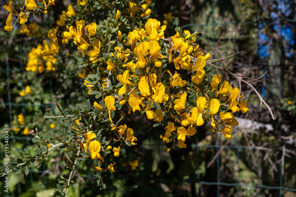 Obraz premium Detail of plant Cytisus in the spring, Sicily, Italy