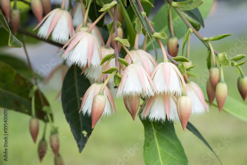 Beautiful Hainan Elaeocarpus (Elaeocarpus hainanensis) flowers. photo