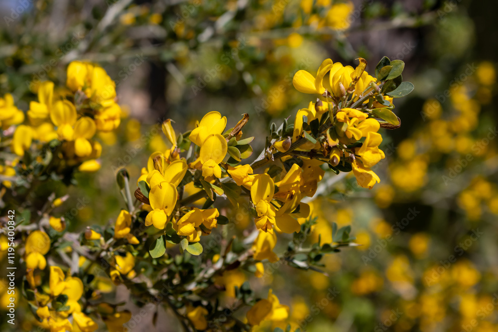 Detail of plant Cytisus in the spring, Sicily, Italy