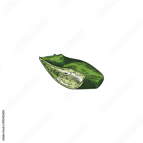 Vector image with a cut piece of aloe leaf with prickles and vitamin-rich gel inside