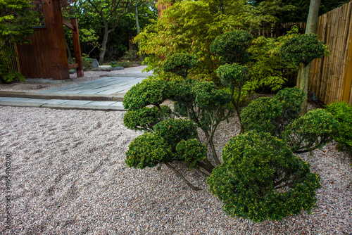 Topiary yew tree in Japanese garden in Wroclaw photo