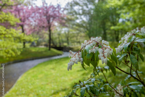 Awe   Enkianthus campanulatus blossom in the Japanese Garden in Hasselt. photo