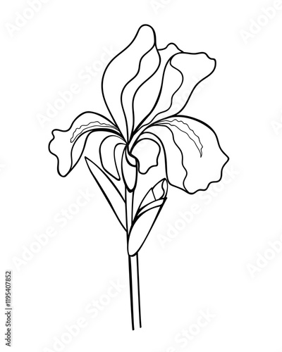 Iris flower with a bud, stem and leaf - linear vector illustration for coloring. Iris - a garden plant - an element for a coloring book. Outline. Hand drawing	