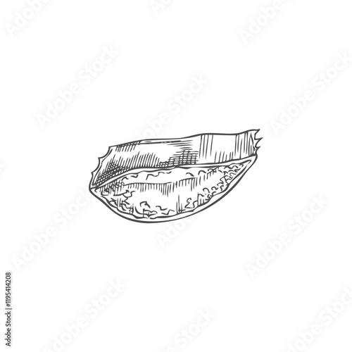 Aloe vera, vector illustration. Line art of a piece of aloe plant.
