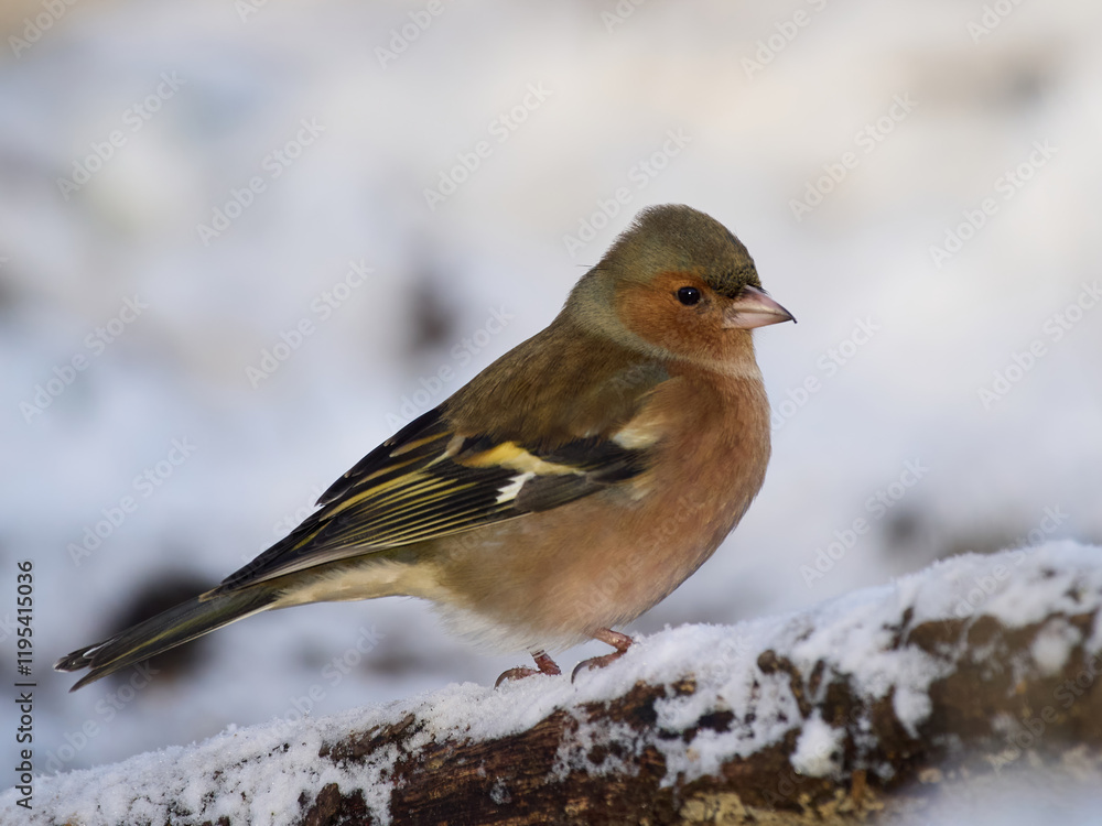Obraz premium Eurasian chaffinch (Fringilla coelebs)