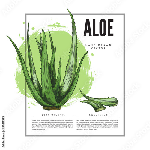 Vector illustration of hand drawn aloe vera in a rectangular frame with space for text.