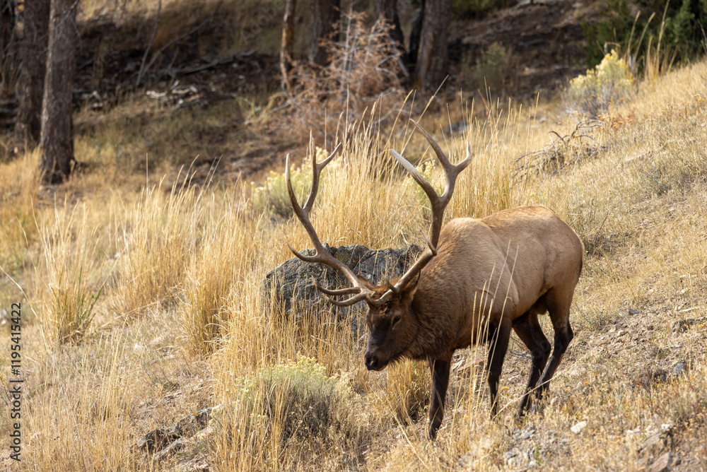 Bull Elk in Yellowstone National Park Wyoming During the Rut in Autumn Bull Elk in Yellowstone National Park Wyoming During the Rut in Autumn