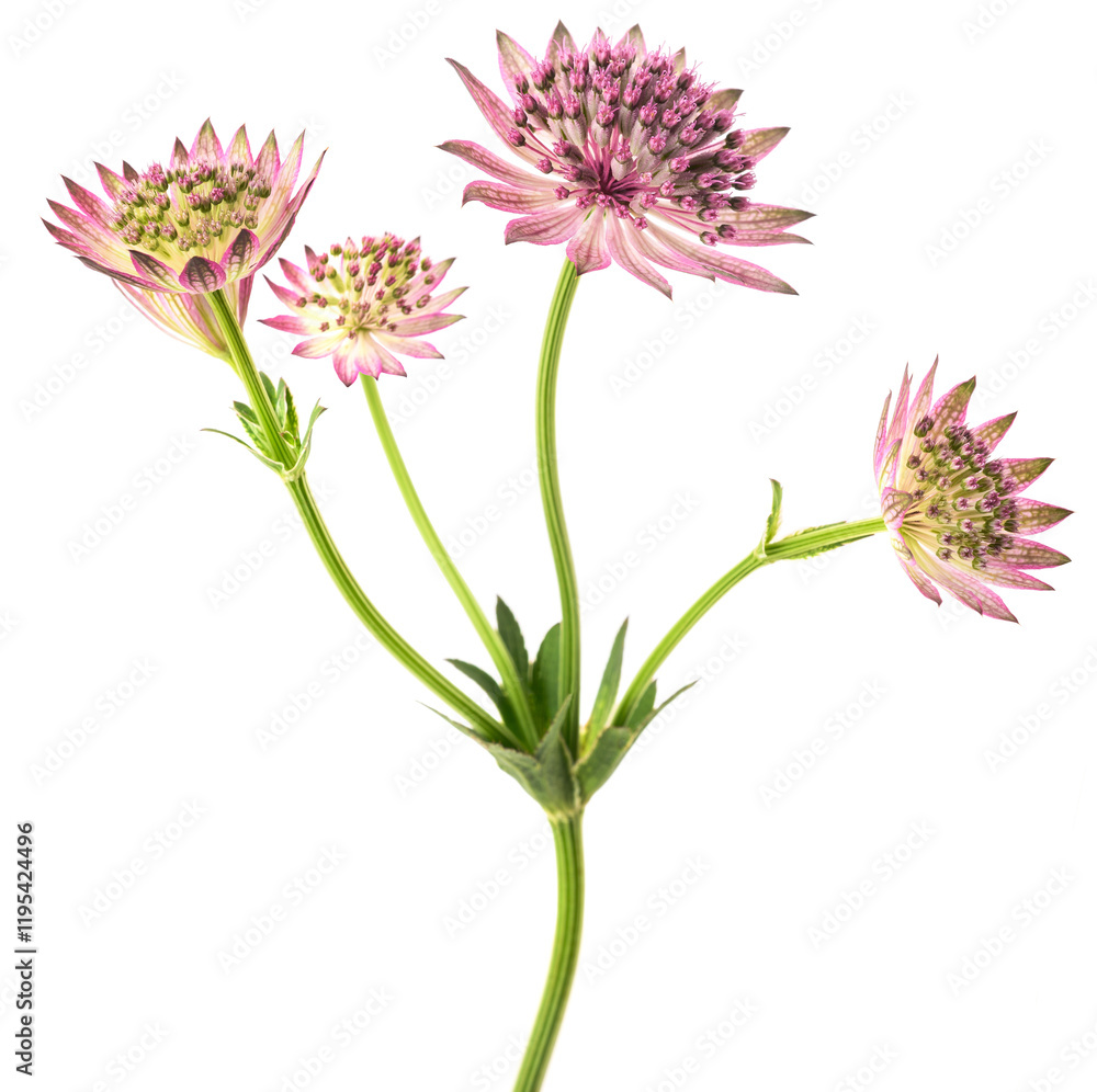 Obraz premium Great masterwort flower