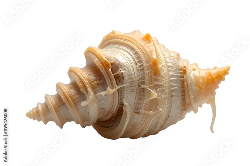 spider conch seashell isolated photo