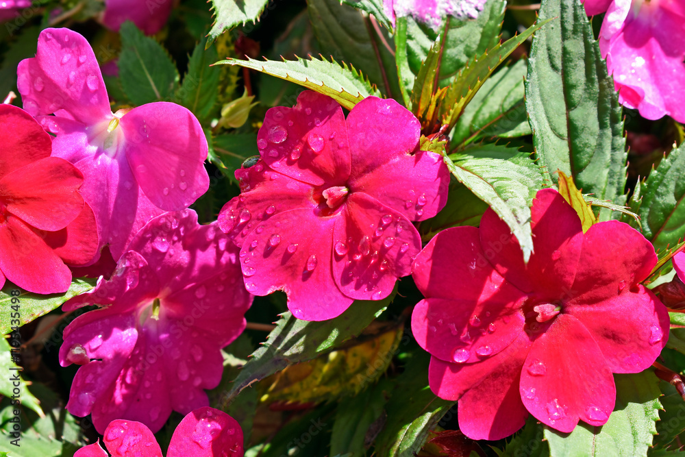 New Guinea Impatiens flowers on garden